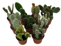 Opuntia Assortment